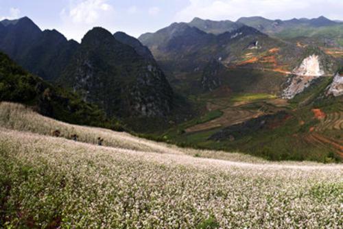 Buckwheat Flowers Season in Ha Giang