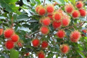 vietnam discovery, vietnam tour, vietnam tourism, vietnam travel, vietnamese coconut, vietnamese fruits, rambutan, tropical fruit