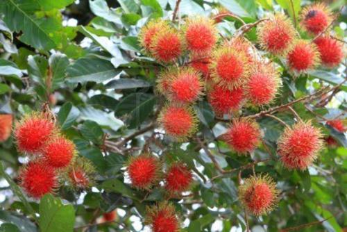 Vietnamese Rambutan