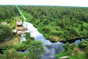 U Minh Ha cajuput forest, U Minh Ha, where should go, Ca Mau, Ca Mau province, vietnam's regions, vietnam discovery, vietnam tour, vietnam tourism, vietnam travel