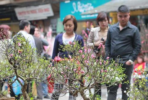 Peach flowers bloom to welcome Vietnamese Tet