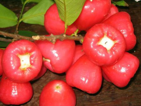 Vietnamese Waterapple fruit