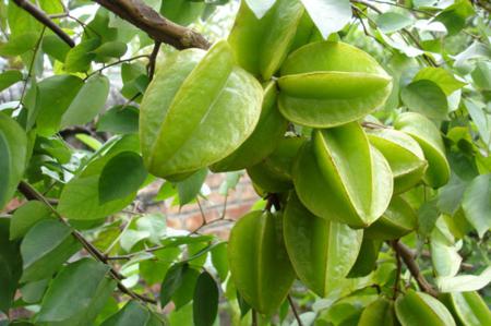 starfruit, vietnamese fruit, tropical fruits, vietnam discovery, vietnamese starfruit