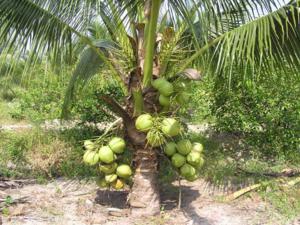 ben tre province, coconut, ecotourism destination, popular destinations, vietnam travel guide