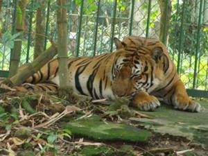 Saigon Zoo