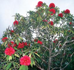 Sapa azalea (Do Quyen Sapa) in Hoang Lien Son national park