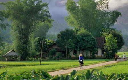 bamboo - the symbol of Vietnamese village