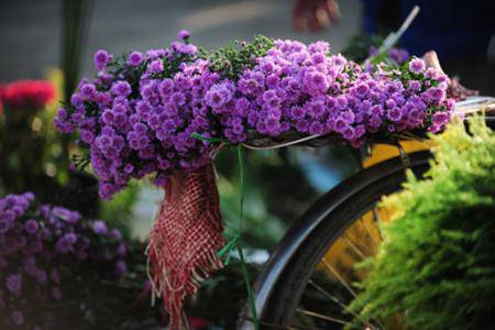 Beautiful bike-flower in Ha Noi