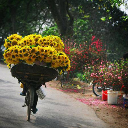 Beautiful bike-flower in Ha Noi