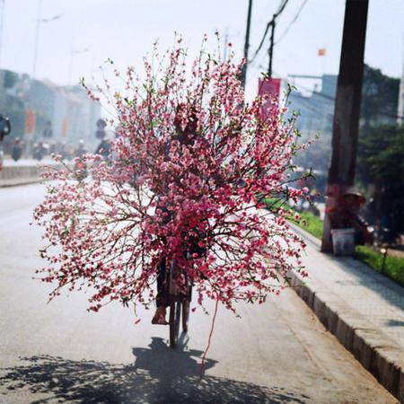 Beautiful bike-flower in Ha Noi