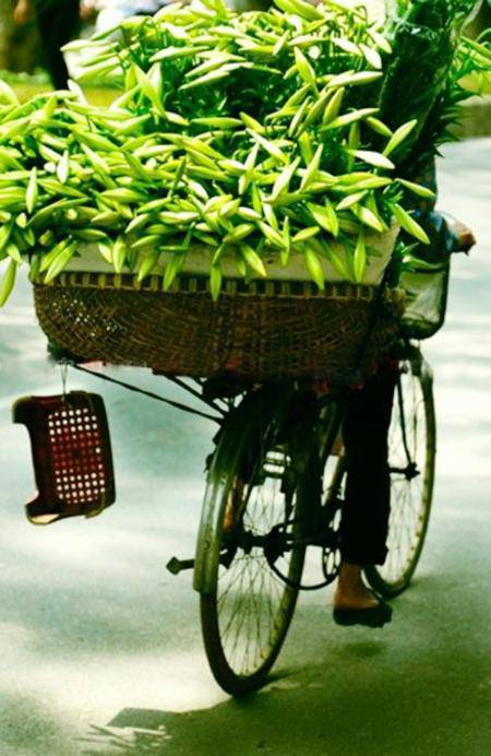 Beautiful bike-flower in Ha Noi