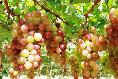 Phan Rang grape in Phan Rang - Ninh Thuan