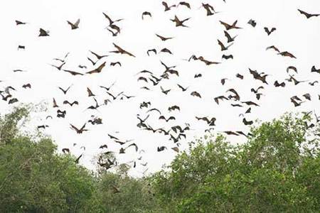 bird watching in Mekong Delta in flooding season 2