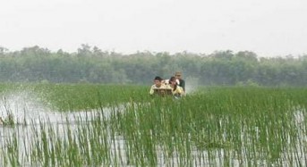 Fact-finding tour: Watching birds in Mekong Delta flooding season