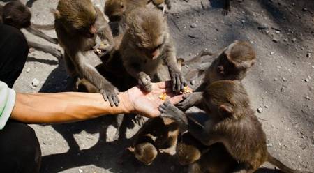 monkeys in Hon Lao island - Nha Trang