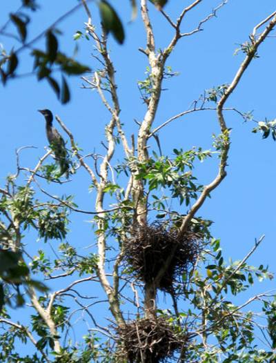 photo of birds in Tam Nong bird sanctuary 4