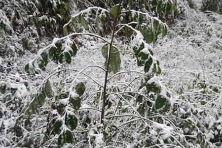 snow in sapa 2013-3