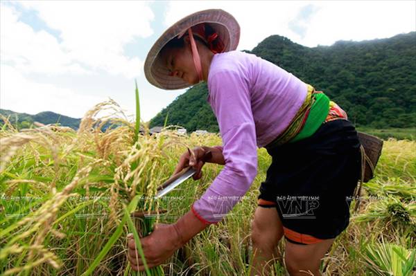 Muong ethnic rice