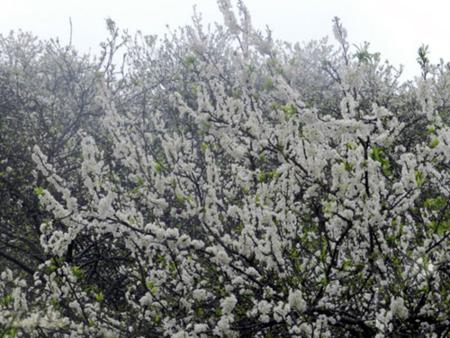 White plum flower in Moc Chau – Son La province