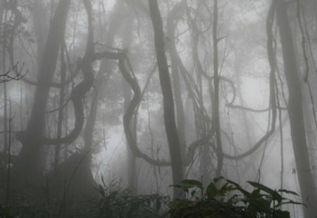 Muong Nhe Nature Reserve in Lai Chau province