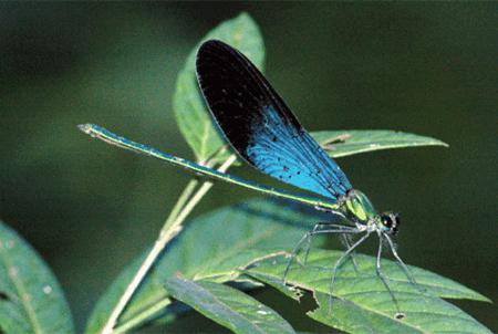 Thuong Tien Nature Reserve in Hoa Binh province