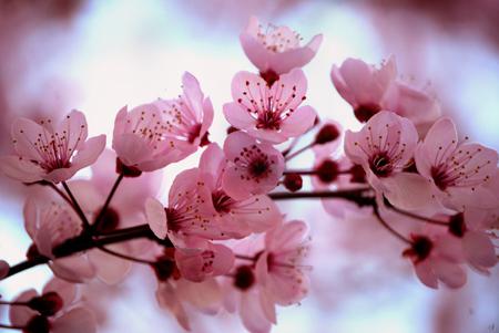 Festival of Cherry blossom blooms in Ha Long