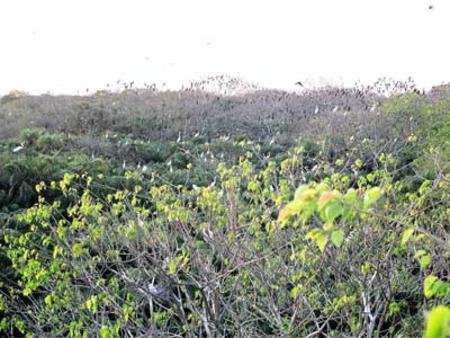 The Bac Lieu Bird Sanctuary Nature Reserve