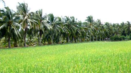 Coconut – The symbol of Ben Tre province